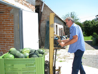 Lubenice spremne za trziste