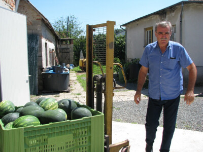 Branko proizvodi lubenice