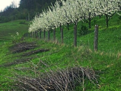 Branko Drljača: Rakija Šljivovica osvojila Zlatnu medalju Branko Drljača: Rakija Šljivovica osvojila Zlatnu medalju