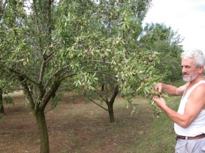 Branko Kaloper - početak berbe bajama