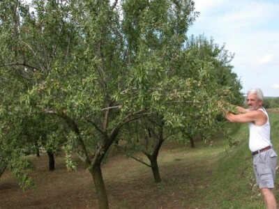 Branko kaloper u svom bajamiku u Vojniću Sinjskom