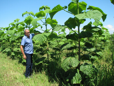 Branko pokazuje paulovniju