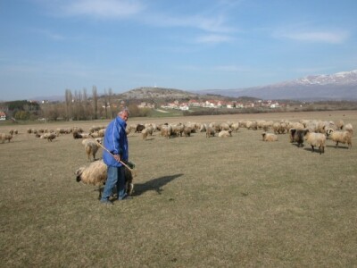 Romac i njegovo stado ovaca