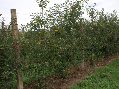 OPG Danica Belačić