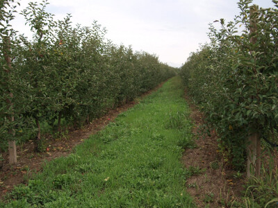 OPG Danica Belačić