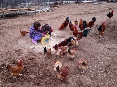 Branimirova djeca uživaju na farmi koka hrvatica, hraneći ih Branimirova djeca uživaju na farmi koka hrvatica, hraneći ih