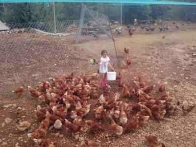 Branimirova kći hrani koke hrvatice na farmi OPG Koka-jaja u Koprivnu Branimirova kći hrani koke hrvatice na farmi OPG Koka-jaja u Koprivnu