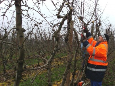 Voćnjak obitelji Branković