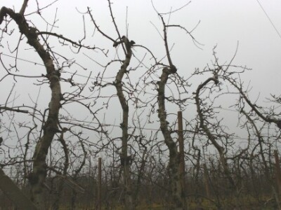 Voćnjak zimi Voćnjak zimi