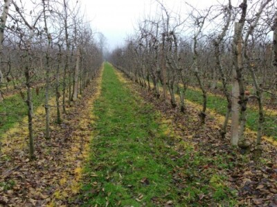 Voćnjak obitelji Branković