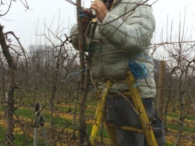 Voćnjak obitelji Branković