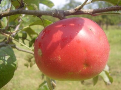 Crveni plod
