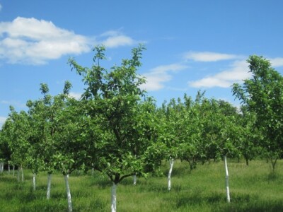 Brdo jabuka - voćnjak