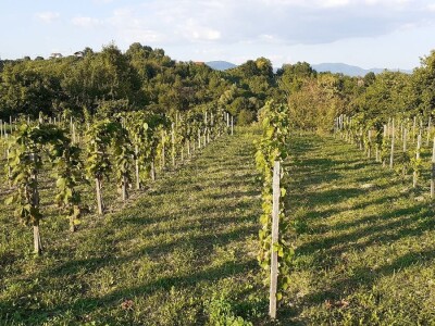 Bregovita Hrvatska - Decanteri