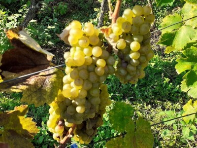 Bregovita Hrvatska - Decanteri