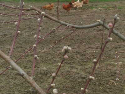 Počinju cvjetati i breskve Počinju cvjetati i breskve