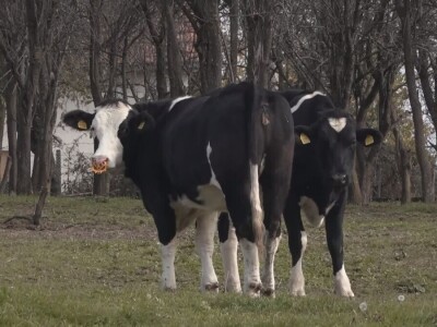 Briga i ljubav prema životinjama najvažniji Briga i ljubav prema životinjama najvažniji