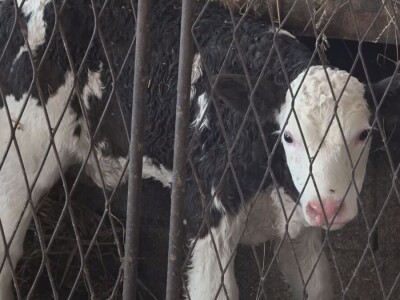 Briga i ljubav prema životinjama najvažniji Briga i ljubav prema životinjama najvažniji