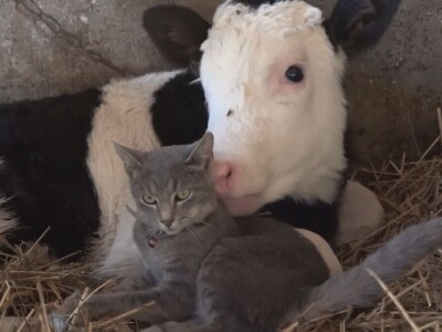 Briga i ljubav prema životinjama najvažniji Briga i ljubav prema životinjama najvažniji