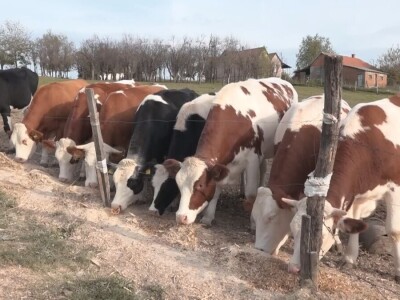 Briga i ljubav prema životinjama najvažniji Briga i ljubav prema životinjama najvažniji