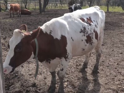 Briga i ljubav prema životinjama najvažniji Briga i ljubav prema životinjama najvažniji