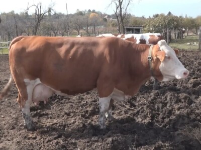 Briga i ljubav prema životinjama najvažniji Briga i ljubav prema životinjama najvažniji