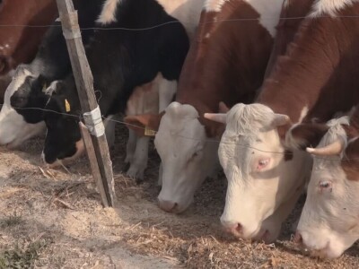Briga i ljubav prema životinjama najvažniji Briga i ljubav prema životinjama najvažniji