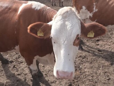 Briga i ljubav prema životinjama najvažniji Briga i ljubav prema životinjama najvažniji