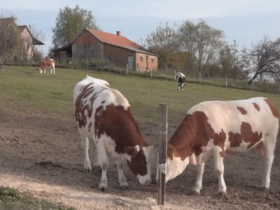 Briga i ljubav prema životinjama najvažniji Briga i ljubav prema životinjama najvažniji