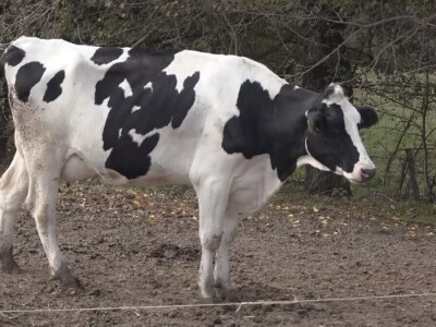 Briga i ljubav prema životinjama najvažniji Briga i ljubav prema životinjama najvažniji