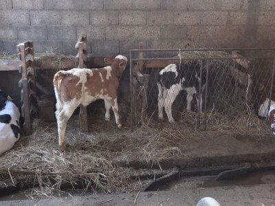 Briga i ljubav prema životinjama najvažniji Briga i ljubav prema životinjama najvažniji