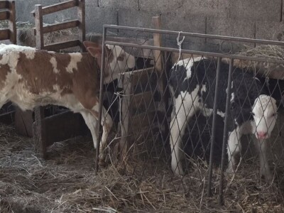 Briga i ljubav prema životinjama najvažniji Briga i ljubav prema životinjama najvažniji