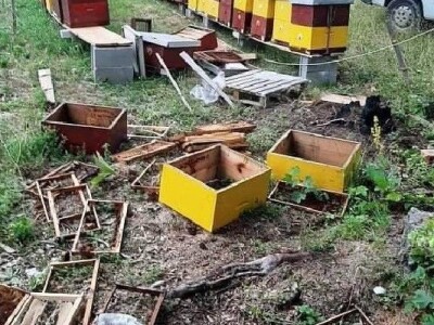 Brige pčelara iz Bajine Bašte