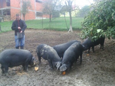 Najmlađi sin Andrija hrani fajferice