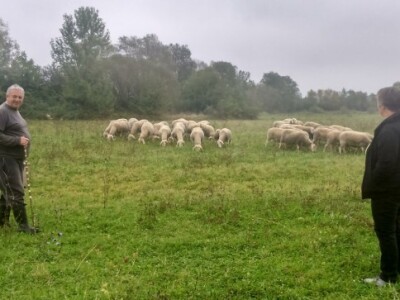 Branko i Viktorija sa stadom ovaca
