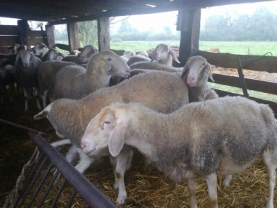 Jezersko-solčanska pasmina ovaca