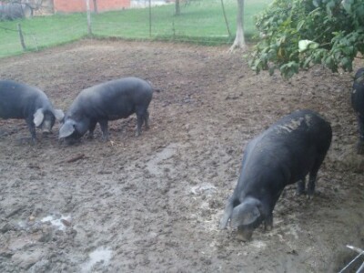 Crna slavonska svinja