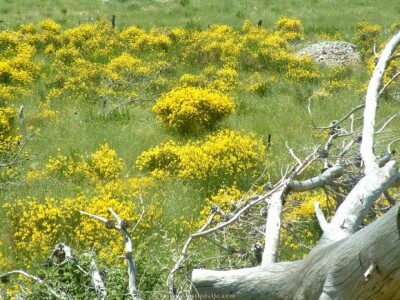 Brnistra u dalmatinskom kršu