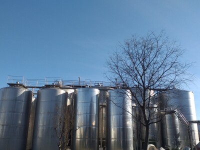 Broćanska žila(vka) kucavica - za smijeh i grijeh