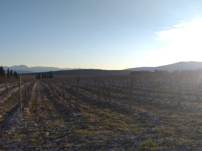 Broćanska žila(vka) kucavica - za smijeh i grijeh