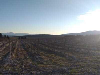 Broćanska žila(vka) kucavica - za smijeh i grijeh