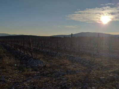 Broćanska žila(vka) kucavica - za smijeh i grijeh