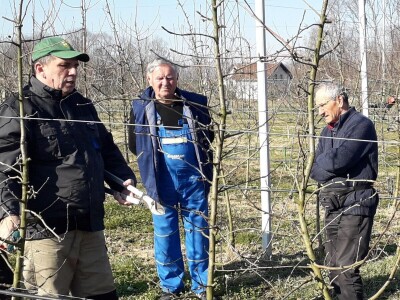Brod voćnjaci orezivanje