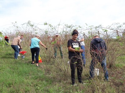 Brooro sipka Brooro sipka
