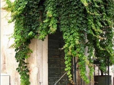 Bršljan - ukrasno bilje