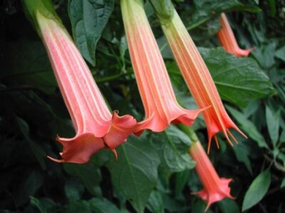Prekrasna nijansa cvjetova Brugmansia vulcanicola