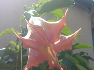 Brugmansiama cvijet uvijek visi prema dolje