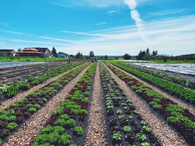 Brza reakcija kao prednost biointenzivnog uzgoja