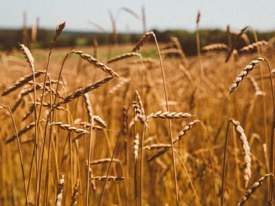Brza reakcija kao prednost biointenzivnog uzgoja