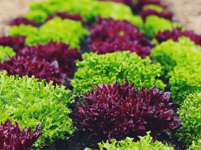 Brza reakcija kao prednost biointenzivnog uzgoja